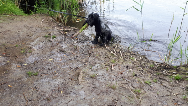Tell me about cocker spaniels