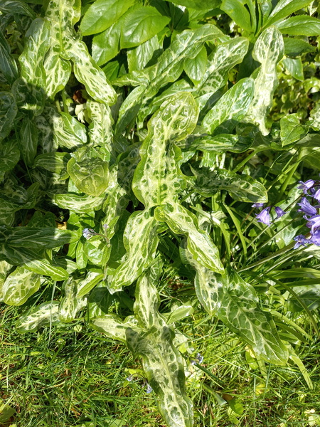 Plant ID please