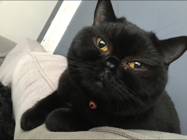 Do cats love you? And breed advice please