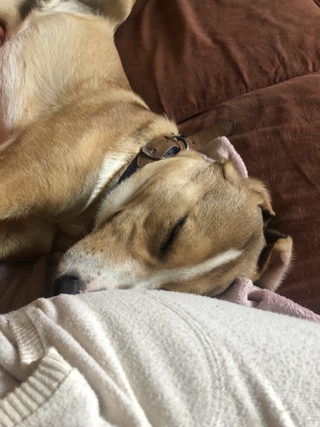 Adopting a rescue dog