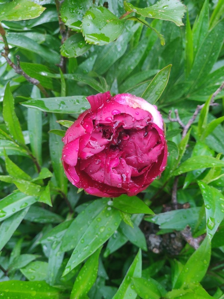 Show us your peonies!