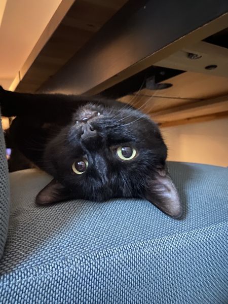 Do cats love you? And breed advice please