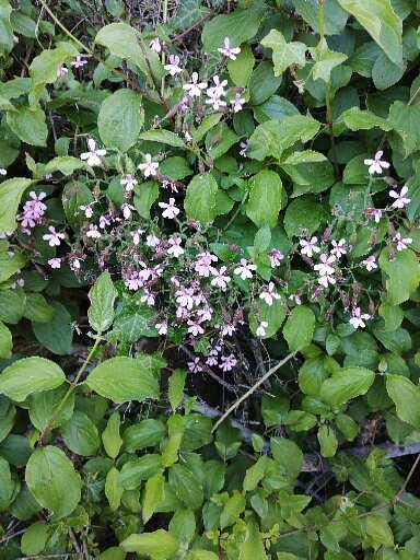 Westminstenders: The New Era