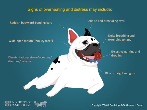 Why does my dog never get fitter?