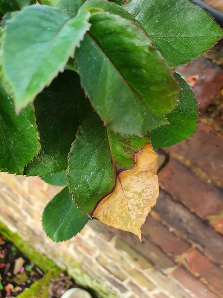 What is wrong with my rose??