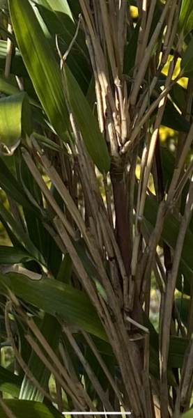 Please help me work out what this is