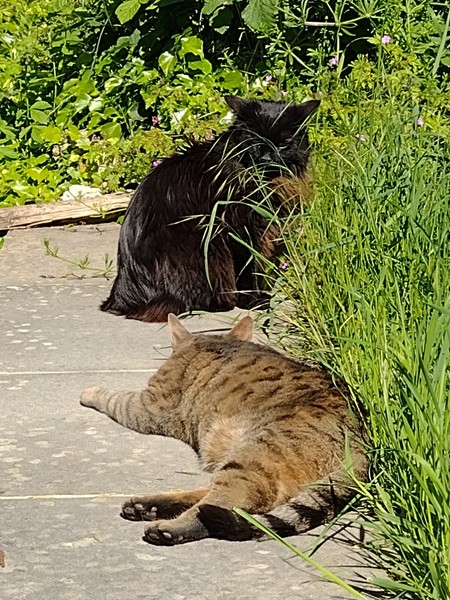 Thug cat part 3.  Unbidden guests are often welcomest when they are gone.