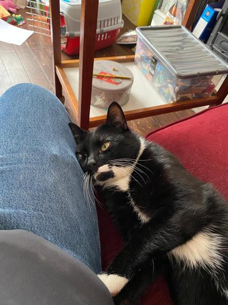 Any experience with taking in a stray cat?