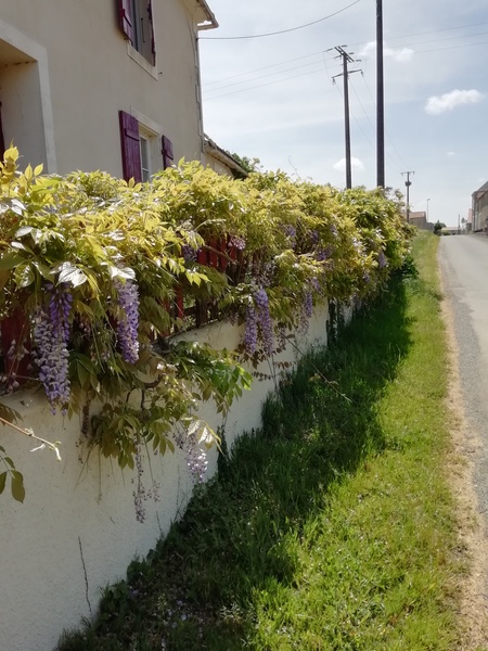 Wisteria advice