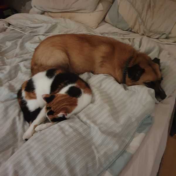 Let's see your sleeping cat pictures