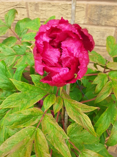 Show us your peonies!
