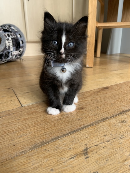 What’s your cats names?