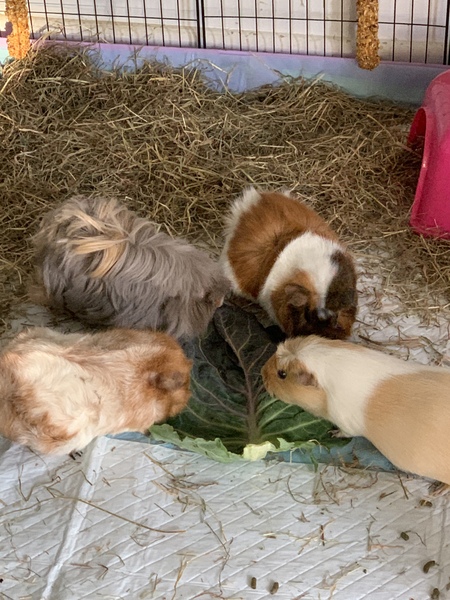 Solo guinea pig
