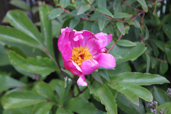 Show us your peonies!