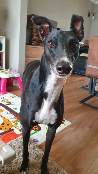 New to dog ownership. I’m thinking a greyhound.  But we live in a garden flat?