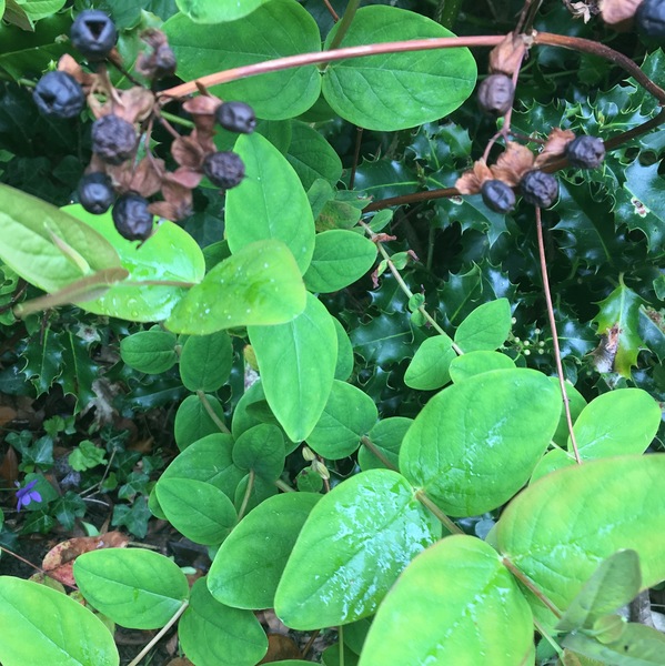 Tutsan or snowberry - plant ID