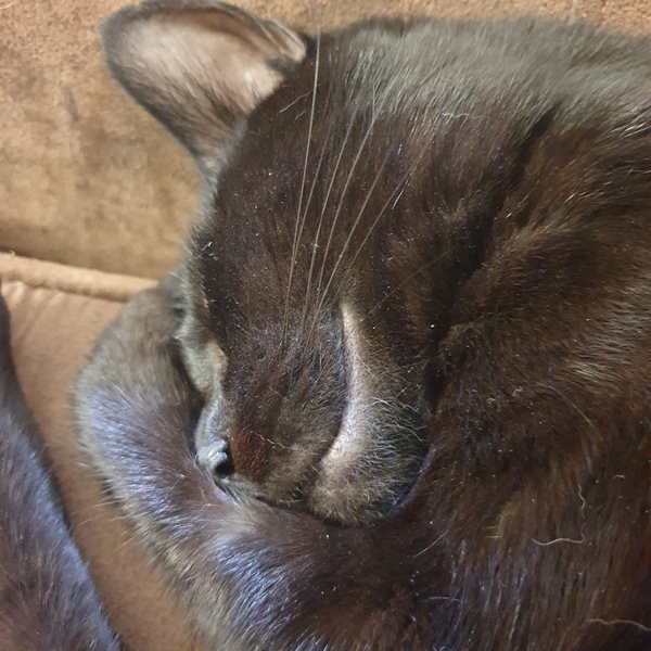 Let's see your sleeping cat pictures