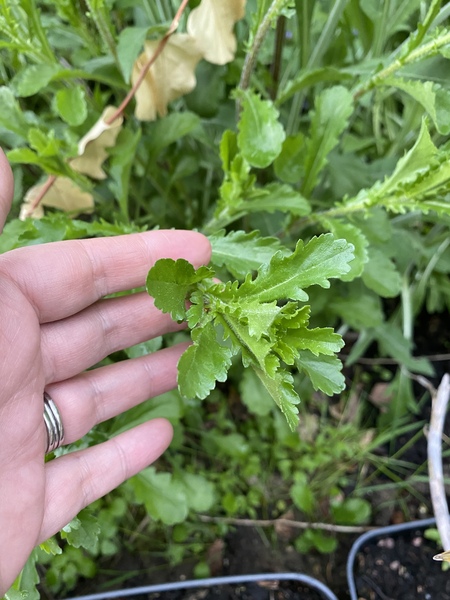 Another plant id