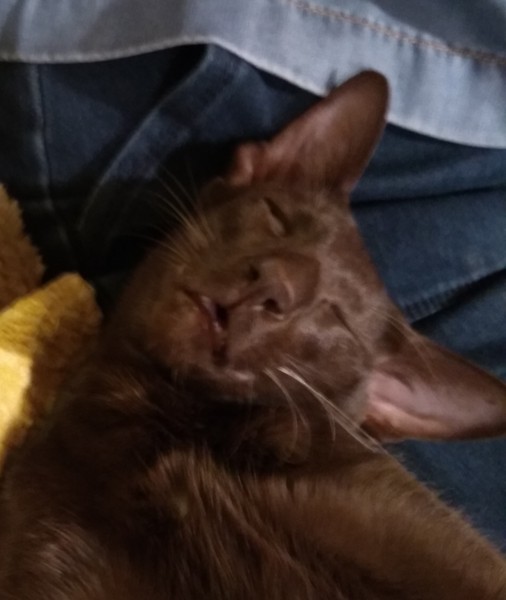 Chez Ollie - All welcome especially Not My Cats. General Cat chat thread