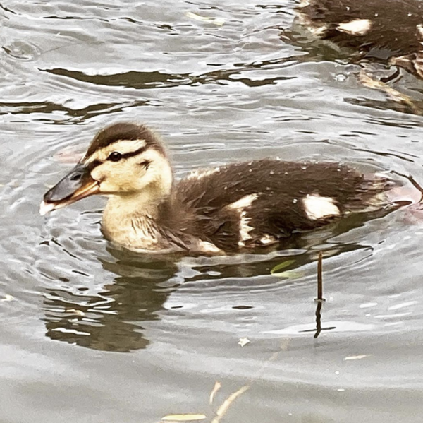 Duck Tales! (Still not what I expected to wake up to this morning)