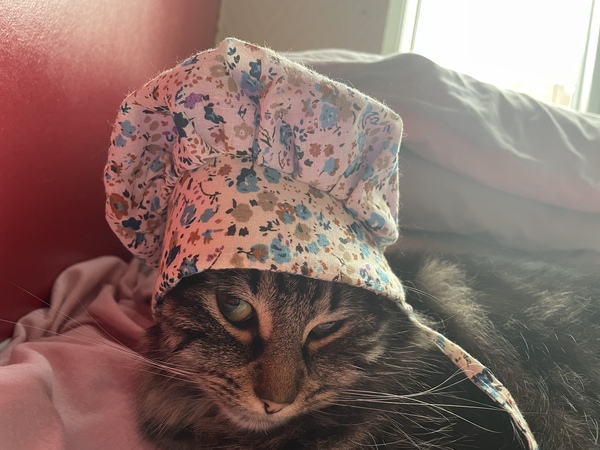 Cat chat thread the umpteenth - the Café is open all welcome