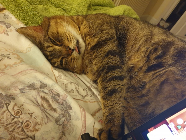 Chez Ollie - All welcome especially Not My Cats. General Cat chat thread