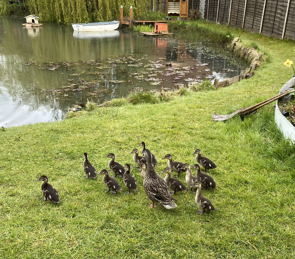 Duck Tales! (Still not what I expected to wake up to this morning)