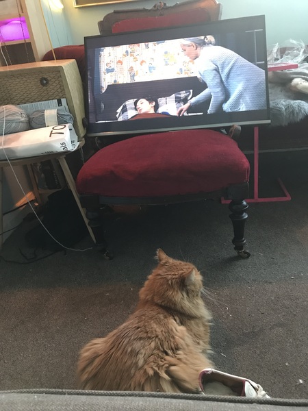 Chez Ollie - All welcome especially Not My Cats. General Cat chat thread