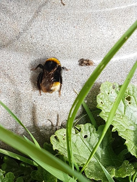 A lovely little thing