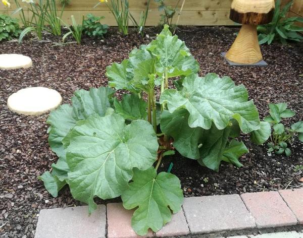 Rhubarb