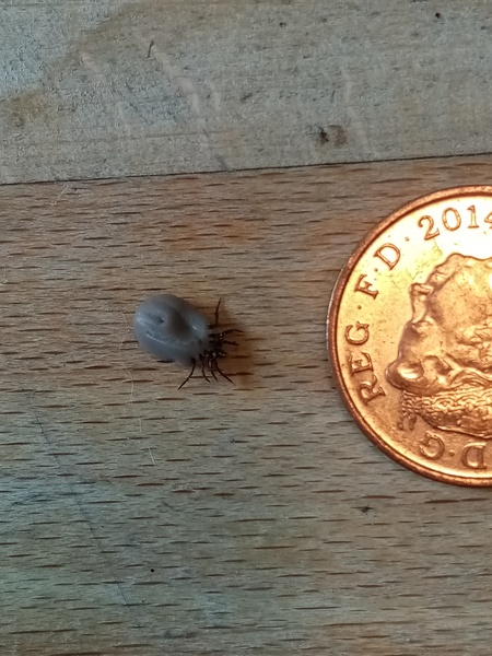 Fucking ticks