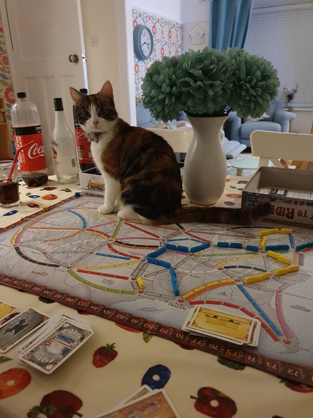When to accept failure in rescue cat rehoming?