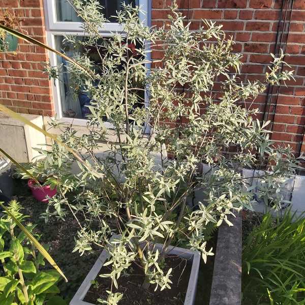 Plant ID
