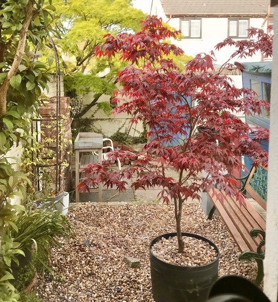 Acer Garnet - pot or plant?