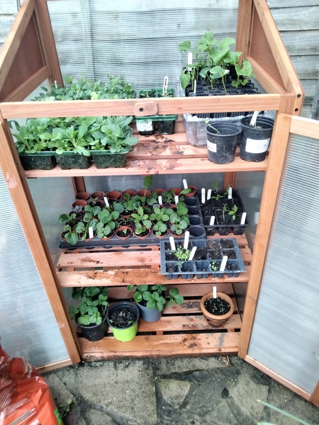 Ideas for perennials