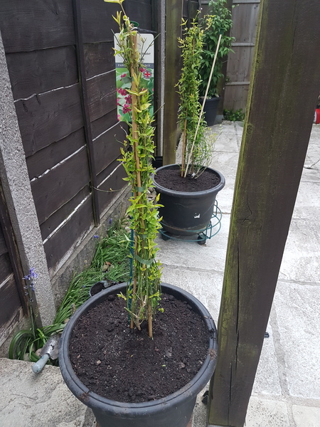 Jasmine Beesianum -pots ok?