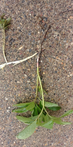 What plant is this?