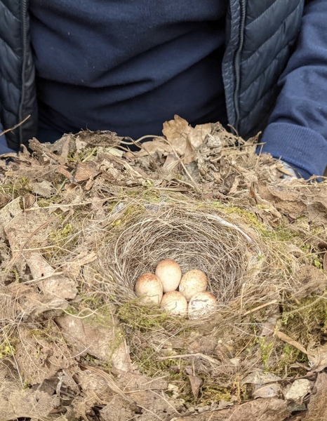 Nesting Robins