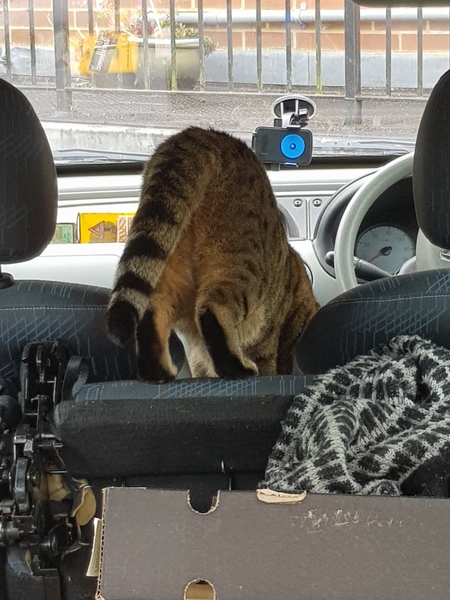 Thug cat part 3.  Unbidden guests are often welcomest when they are gone.