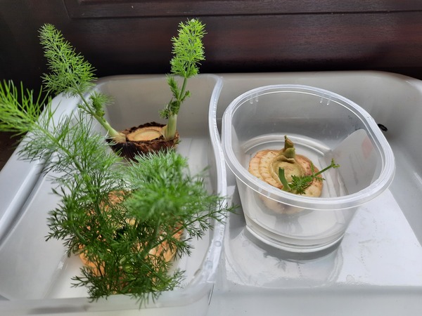 Re-growing fennel from scraps