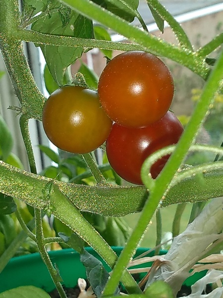 Westminstenders: The New Era