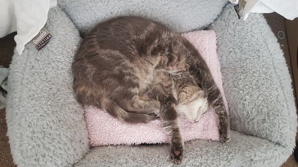 Let's see your sleeping cat pictures