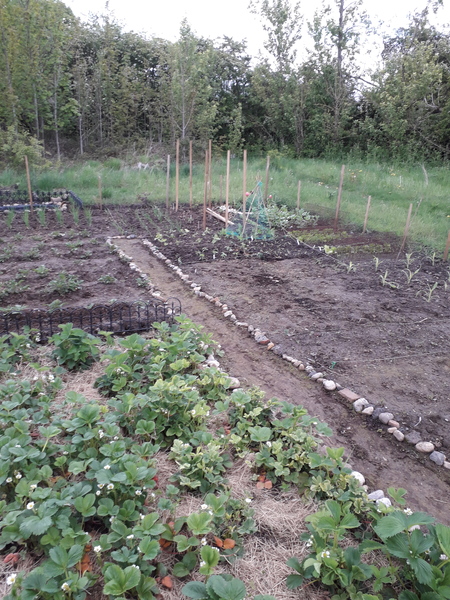 Allotment/Veg Patch Thread 16  Weather weirdness prevails !