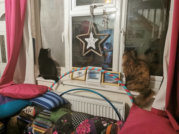 Cats and windows