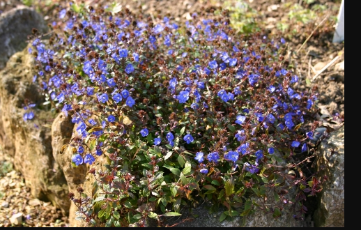 How did these get all over my garden