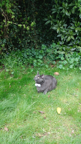 Our young smallish cat got chased by a fox on her first day outdoors