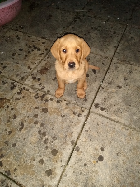 Puppy Survival Thread - May