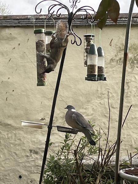 Duck Tales! (Still not what I expected to wake up to this morning)