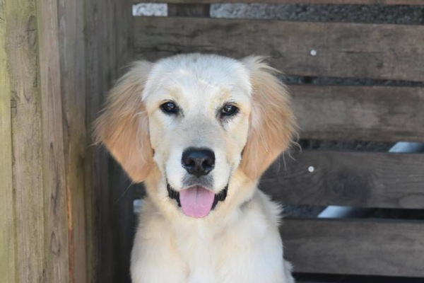 Is there a breed I'm missing?
