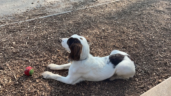 Naming a dog. Does she look like a .... or an ..... or neither?
